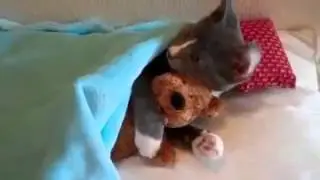коты  тоже  спят с  игрушками | BigFail