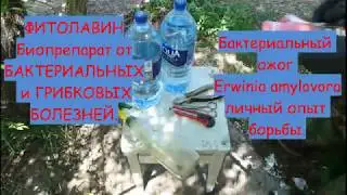 Фитолавин для борьбы с Бактериальным ожогом, Erwinia amylovora.