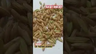 Grain size : Medium | Batari indra01 Hybrid Rice #ricefarming #herbicide #hybridrice