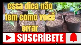 esse é para você que planta tomate