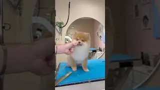 A very EXCITED Pomeranian 