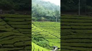 Kebun Teh Puncak