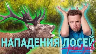 Нападения лосей на людей