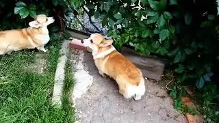Корги бегут гулять)