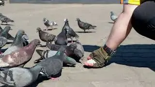 Ева. Папа кормит голубей 25.05.24