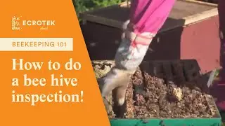 Beekeeping 101: How to to do a bee hive inspection!