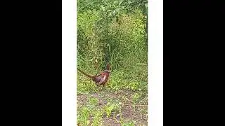 Николай Андреевич гоняет фазана!!!!🌞😀👌🖐
