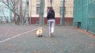 Корги Зефир, 7 месяцев
