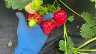 Моллинг Чемпион, Фавари, Альтес, 08-06-10. Невозможно пройти мимо😉🍓‼️‼️‼️