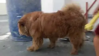 Playing with Dog Chow Chow breed!!! #chowchow #pluffydog #doglover