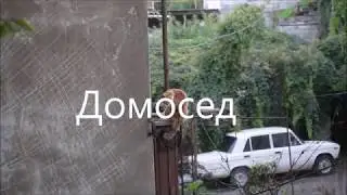Домосед