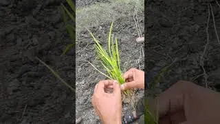 धान की पोध में उर्वरक की कमी को देखते हुये कृषि अधिकारी | धान की फसल | उर्वरक fieldagri 