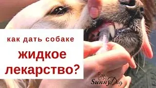 Как правильно собаке дать жидкое лекарство?