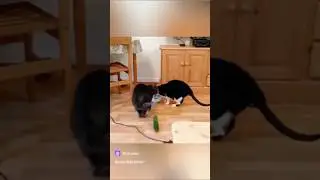 Огурцы и кошки, с чем связано такое явление, что кошки бояться огурцов? #cats