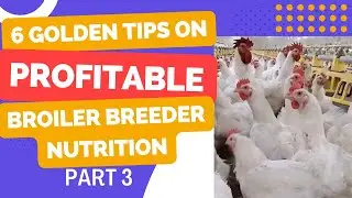 Principles of broiler breeder management and nutrition