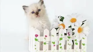 💜 Eva Dikoe Pole  💜