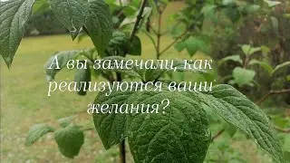 Скорость реализации желания