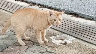 I FEED THIS ORANGE SCARY CAT