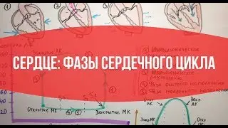 СЕРДЦЕ: Фазы сердечного цикла