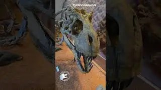 Tyrannosaurus rex Skull on Display at the Saint George Dinosaur Discovery Site