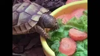 Tatlım, Benim Dizim Daha Bitmedi