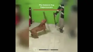 real life Kageroumaru The Samurai Dog in Genshin Impact