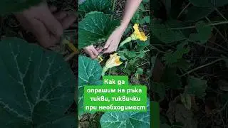 Ръчно опрашване, ако се налага при Тиквови. Кога/защо се прави вижте във видеото за помощ/тиквички.