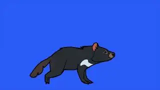 Tasmanian devil running green screen/animation tasmanian devil on green screen