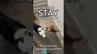 What STAY Really Means. 