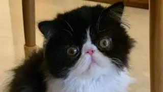 Cat TALE (tail)🧐