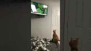 Кот прыгает на телевизор #Tik Tok #Shorts #Тик Ток #ПриколКоты #Catstiktok