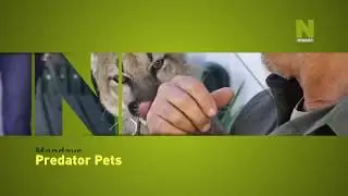 Хищные питомцы   смотри на Viasat Nature (канал 402)