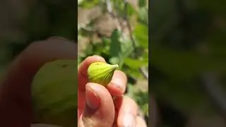 #секирбашка