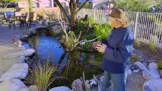 What kind of filtration do I need for a Phoenix pond or water feature?