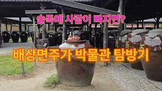 Korean makgeolli 'Baesangmyun brewery Museum' Tour #koreatravel #makgeolli