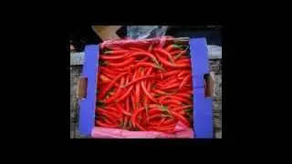 Foodie Tour, Joy Ride Bike Tours Amsterdam