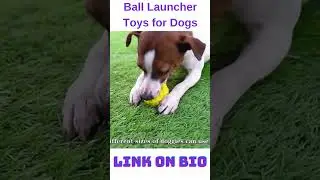 Pet Owners Must Have -Tennis Ball Launcher for Dogs #pets #amazonhaul #dog #shorts #doglover