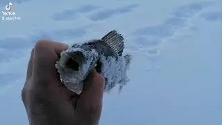 Ловляина безнасадку.