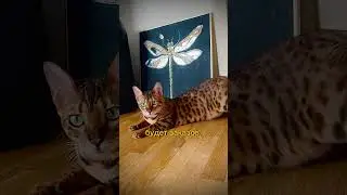 Ювелирная стрекоза с зеркальными элементами
