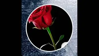 sinan özen kapına kırmızı bir gül bıraktı.