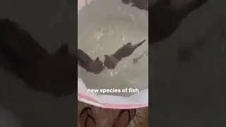 new species of fish 😮 #cat #catmemes #kittens #kitty #memes #cutecats #cutekitty #happyanimals
