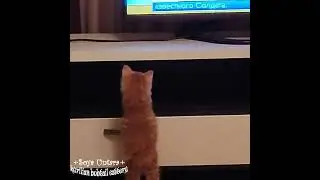 Котята курильский бобтейл