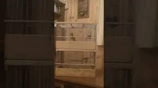 Канарейка Деханова,  Санкт -Петербург