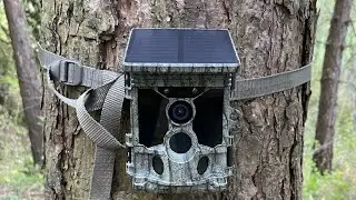 Wachman Solar PRO 4K - diviak lesný (sus scrofa)