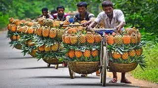 Amazing Pineapple, Mango, Banana, Papaya Harvesting Process - Modern Fruit Processing & Packing Line