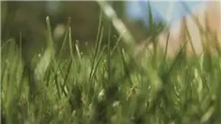 Lawn Care : How to Have a Great Lawn