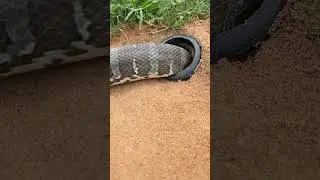 Simple Easy Snake Trap using hammer & hole#buildsnaketrap
