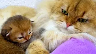 Cat left the kittens in the care of their cat daddy
