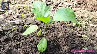 AgriTimevlog_kalabasa & ampalaya transplant 😂🥰