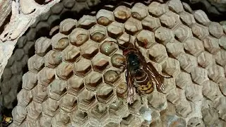 Гнездо Шершней на Балконе в Доме ,10 Ноября 2023 г